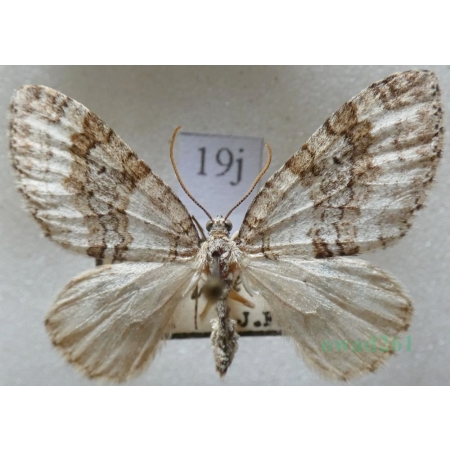 Nothocasis sertata (Hübner, 1817) Płatynka jaworówka Czech19j